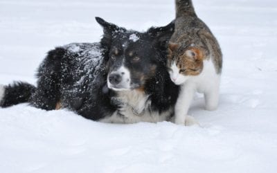 Snow and Cold Weather Safety for Pets