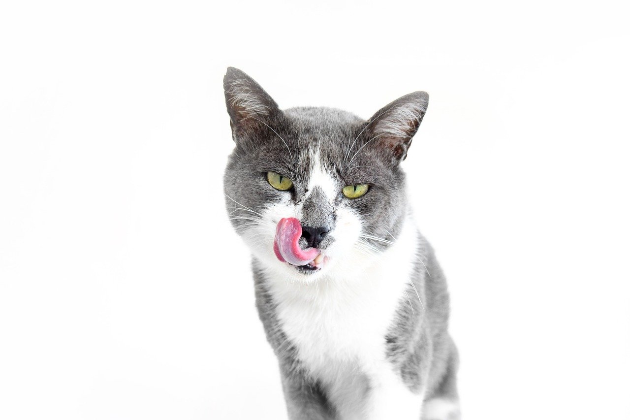 Foods Not To Feed Your Feline | Sunrise Veterinary Clinic