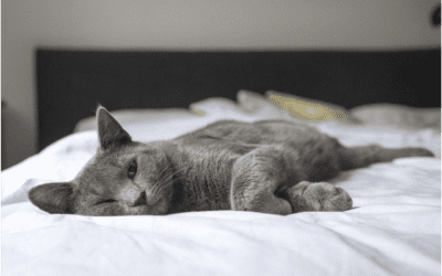 Is Your Cat Stressed Out? 3 Signs of a Seriously Anxious Cat