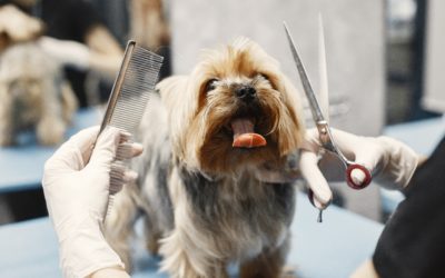 3 Reasons Why Regular Pet Grooming Is Essential