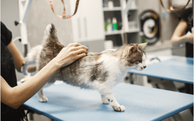 Learn About the Health Needs of Cats