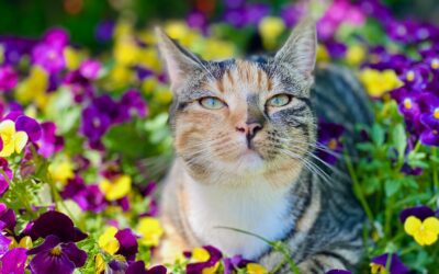 Springtime Pet Emergencies and How To Prepare