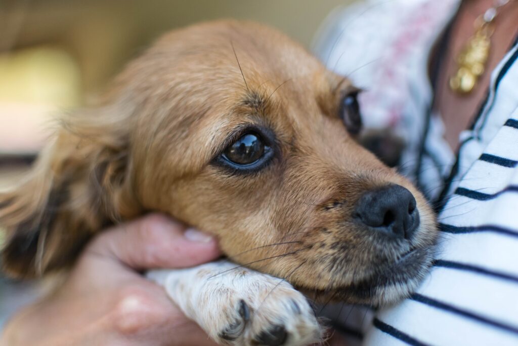 Stunning Do Anxious Dogs Require More Veterinary Care image