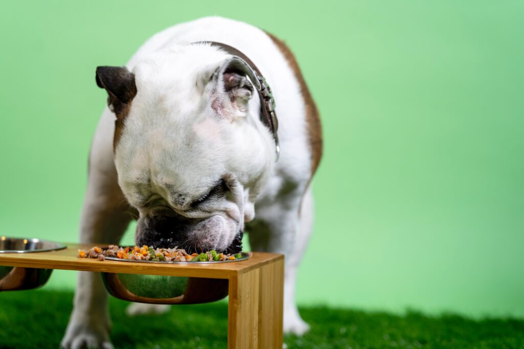 Picture of Identifying Choking Hazards For Your Pets | Sunrise Veterinary Clinic