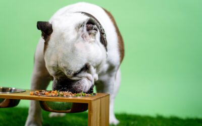 Identifying Choking Hazards for Your Pets