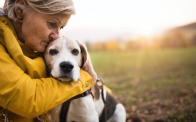 Ensuring Holiday Happiness for Senior Pets